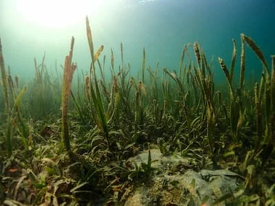 Seagrass Awareness Month: Seagrass & Salem Sound Coastwatch