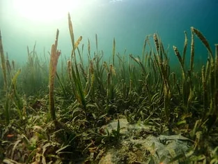 Seagrass Awareness Month: Seagrass & Salem Sound Coastwatch