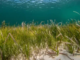 Seagrass, World’s Largest Plant, Discovered in Australia